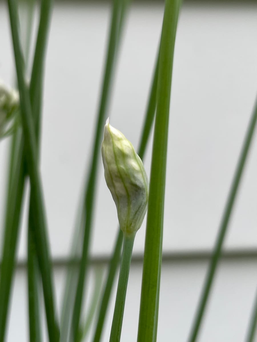 Chives