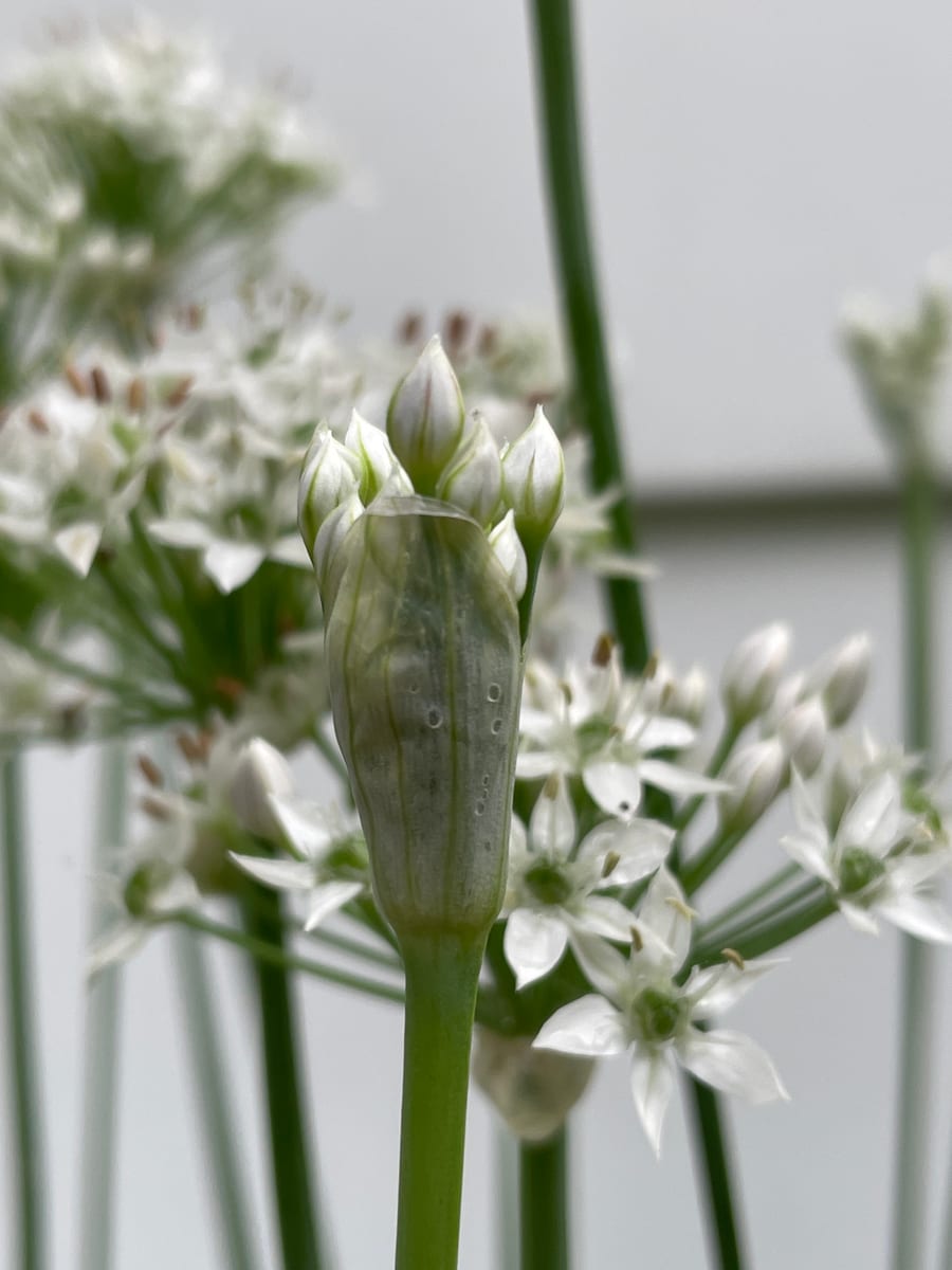 Chives