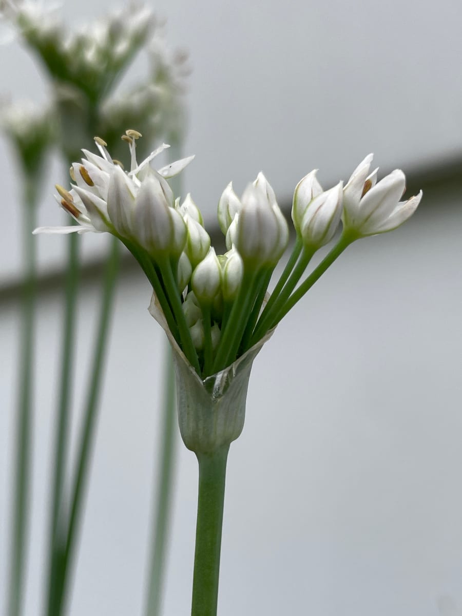 Chives