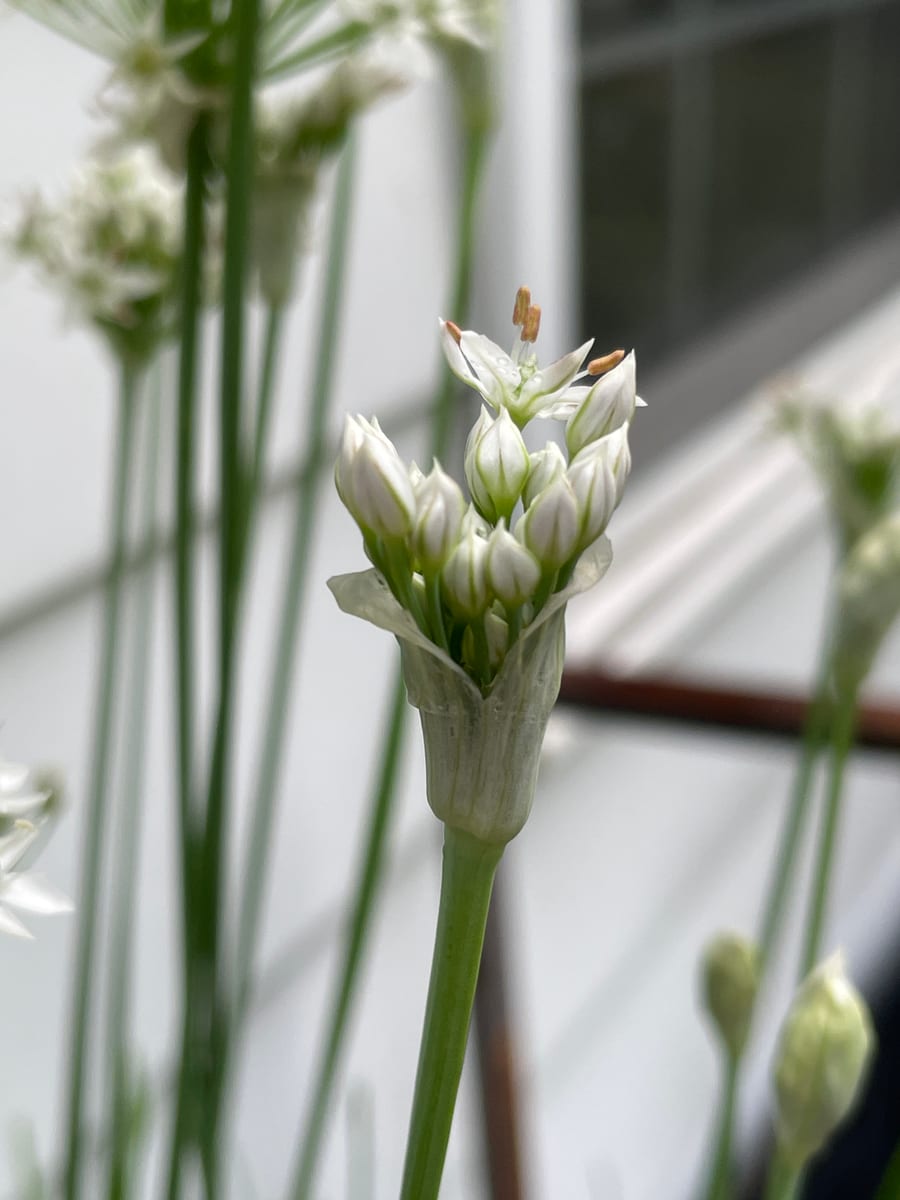 Chives