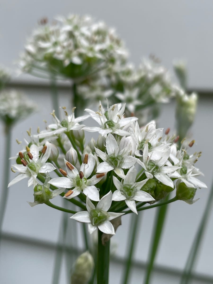 Chives