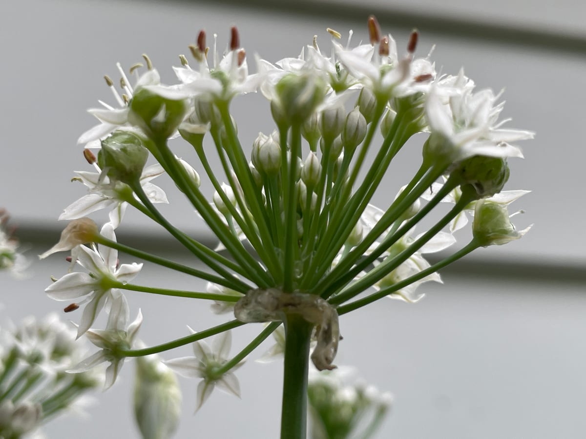 Chives