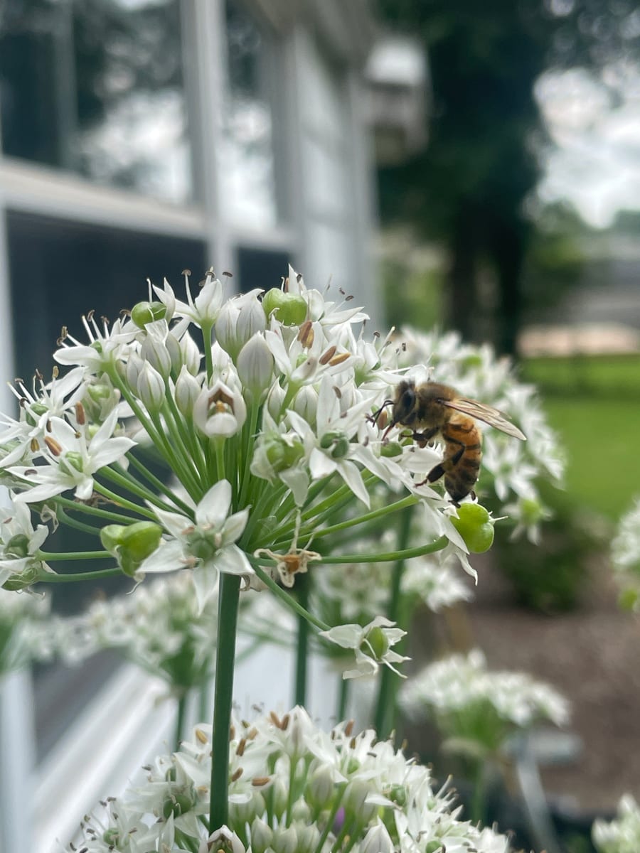 Chives