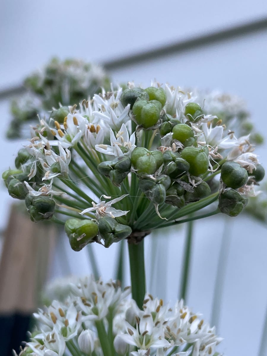 Chives