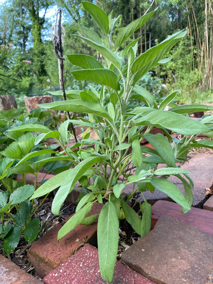 Sage