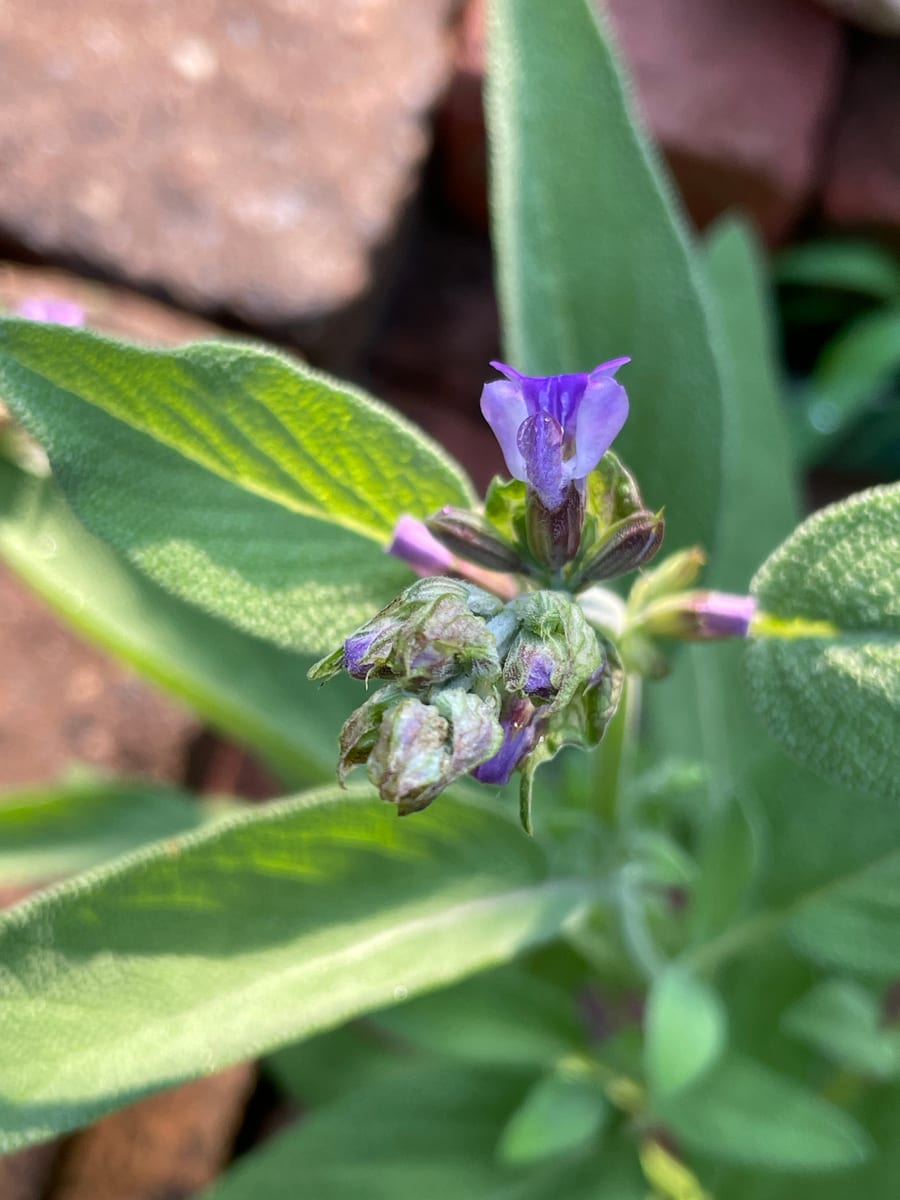 Sage