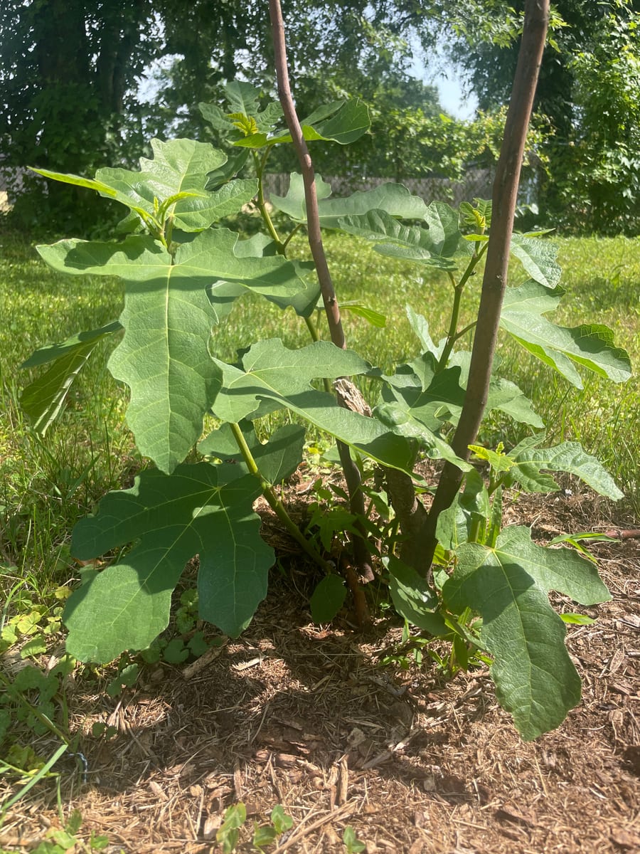 Fig out of garden