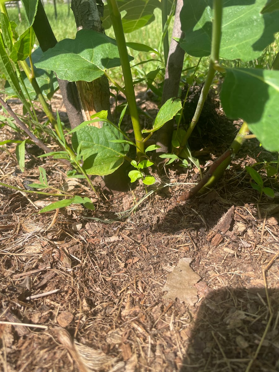 Fig out of garden