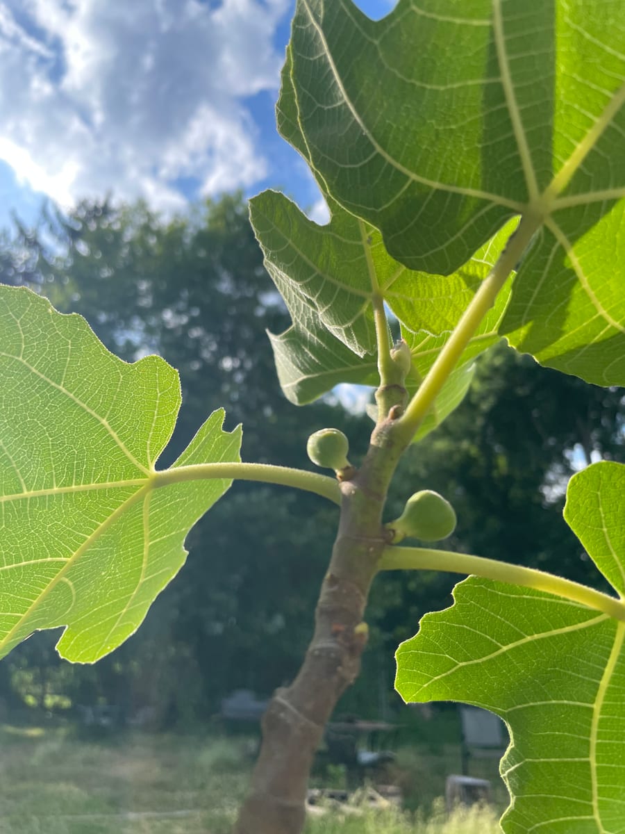 Fig out of garden