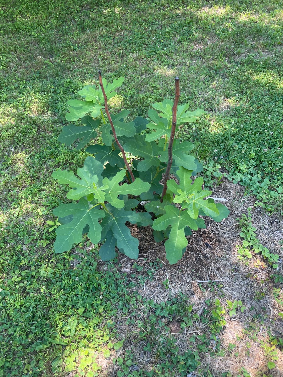Fig out of garden