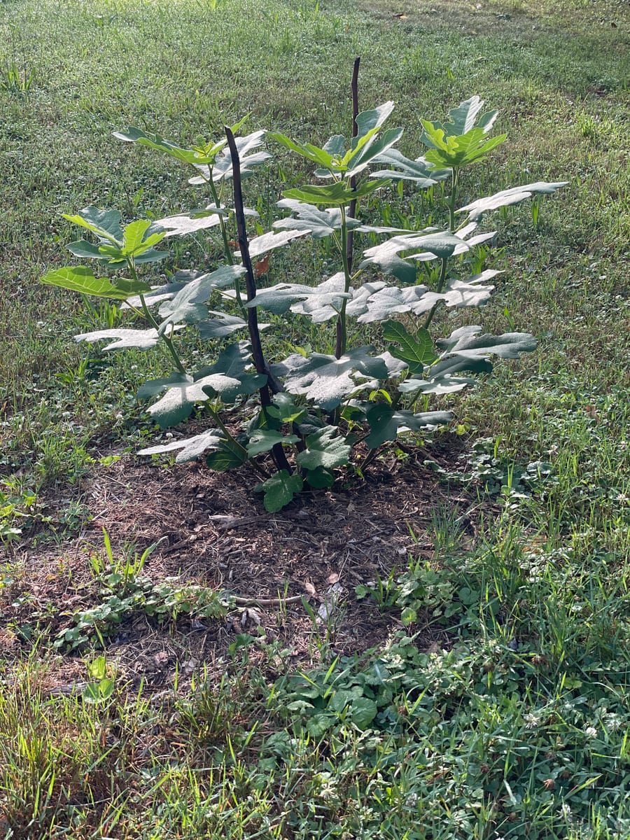 Fig out of garden