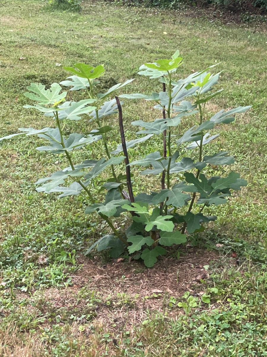 Fig out of garden
