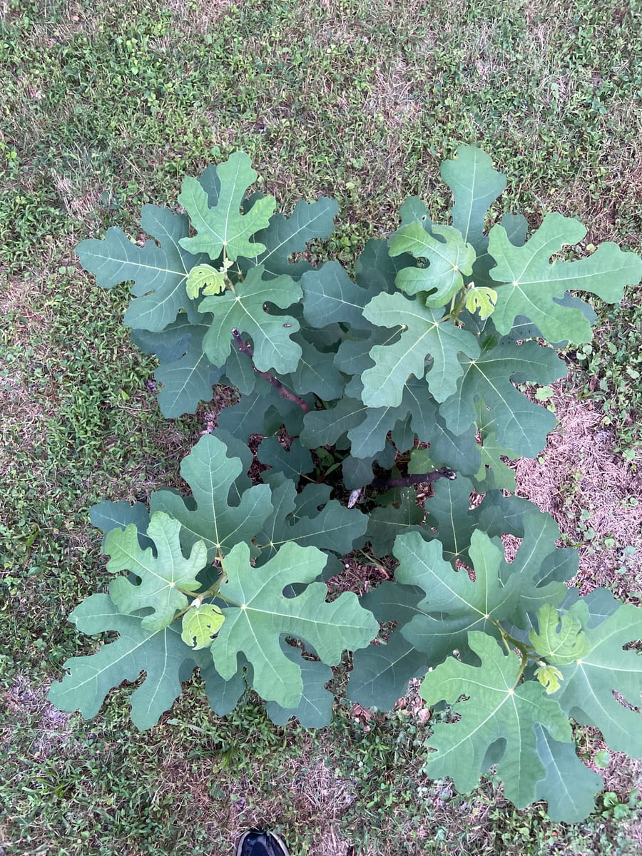 Fig out of garden