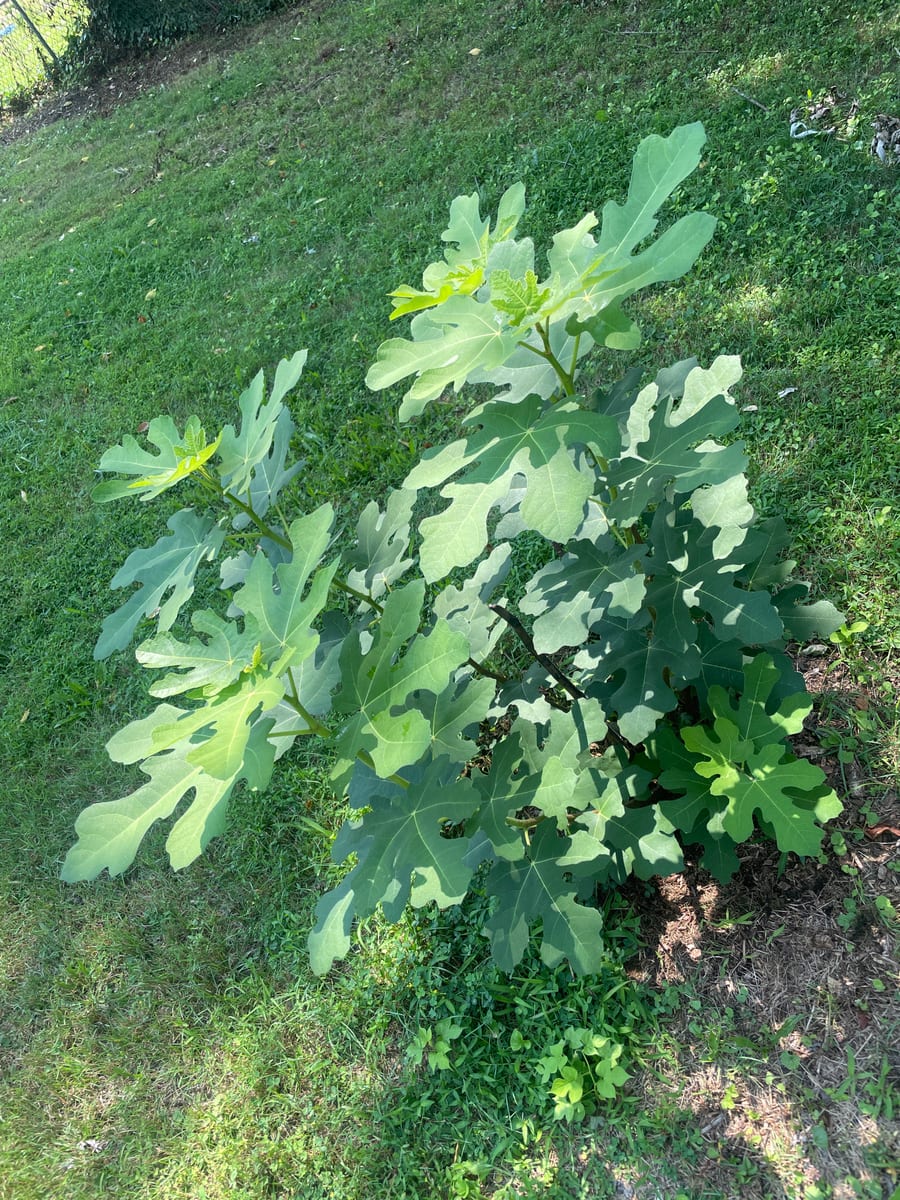 Fig out of garden