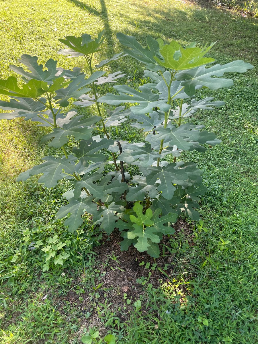 Fig out of garden