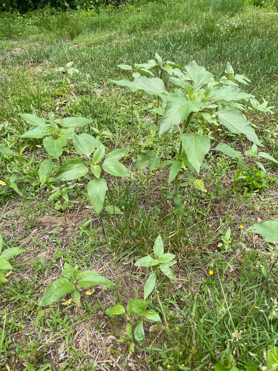 Sunflower 2026