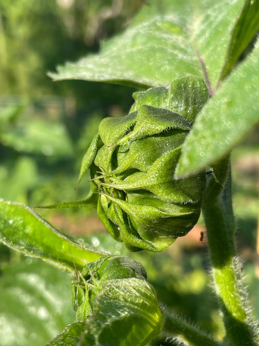 Sunflower 2026