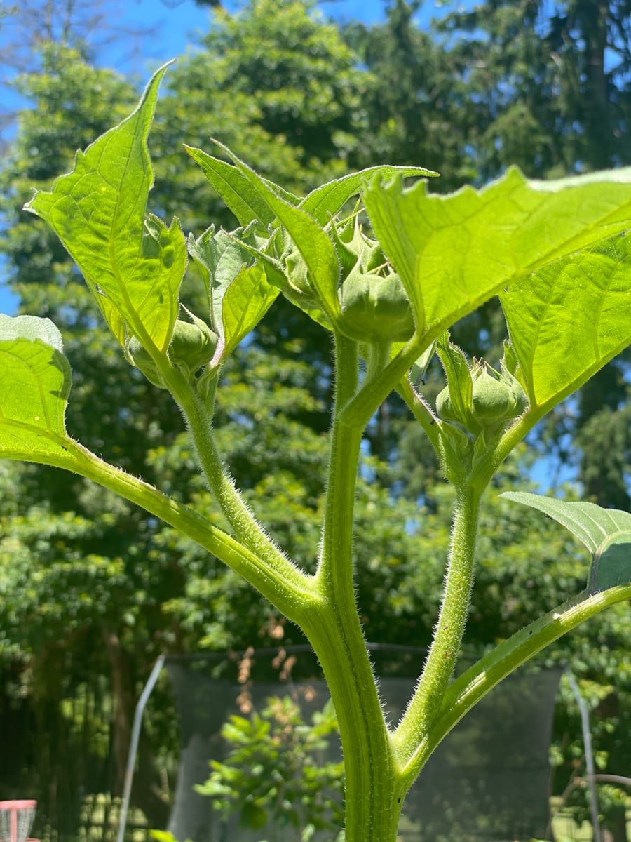Sunflower 2026