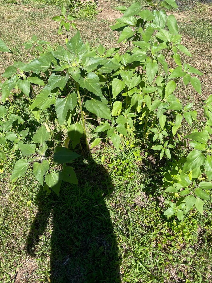 Sunflower 2026