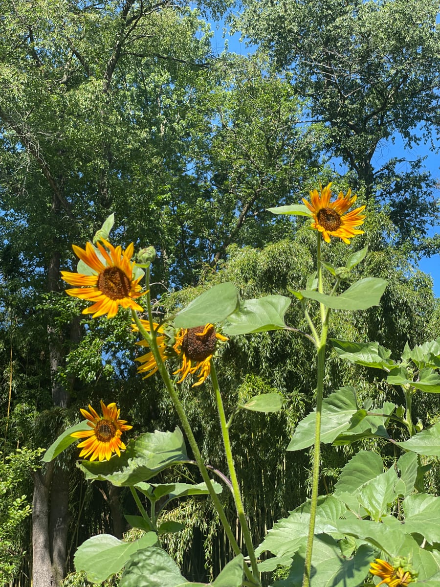 Sunflower 2026