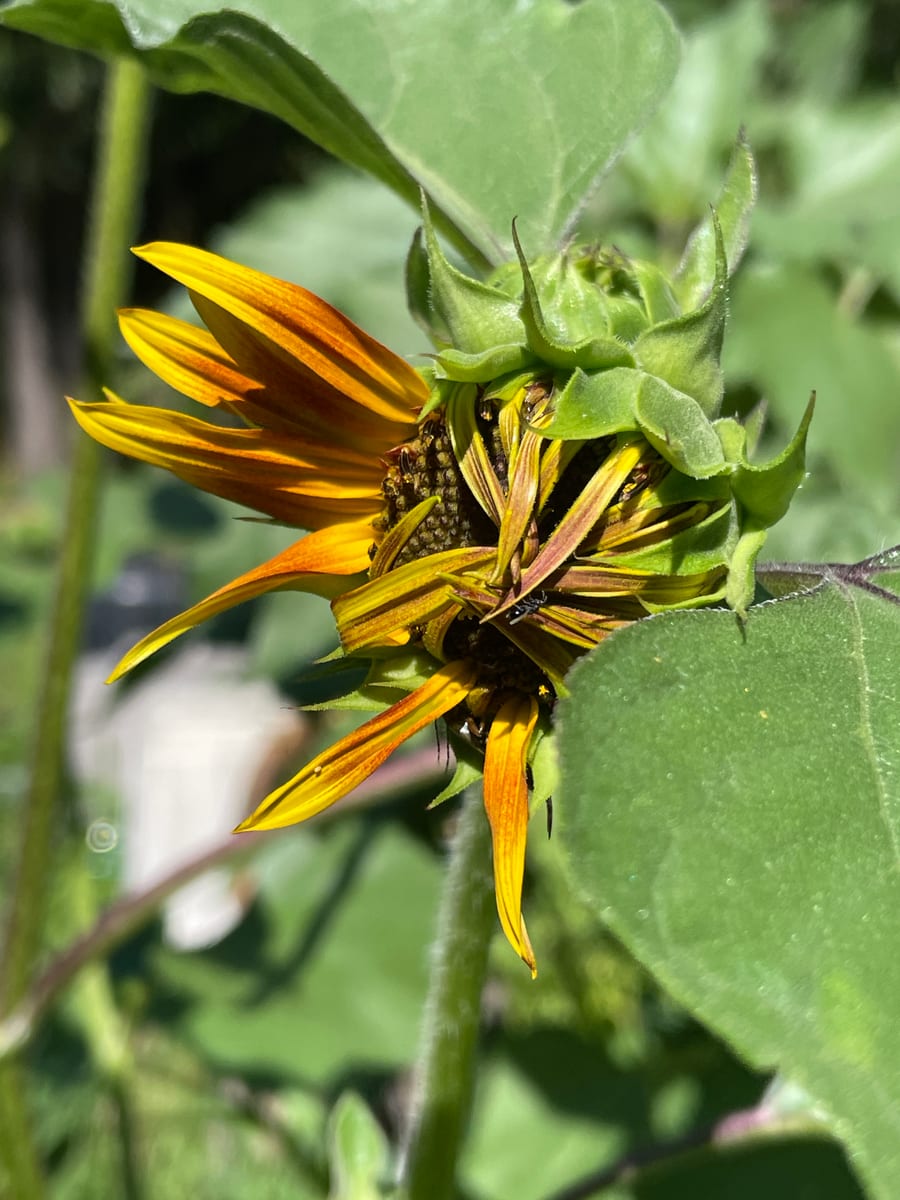 Sunflower 2026