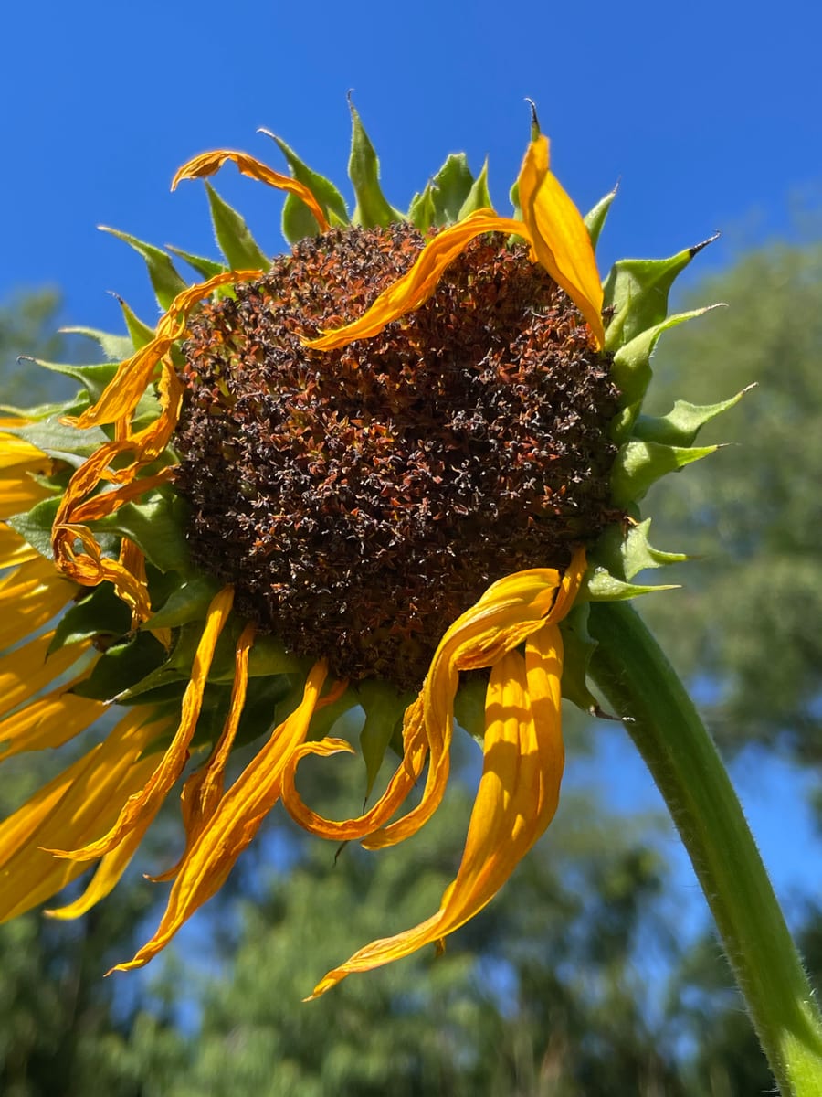 Sunflower 2026