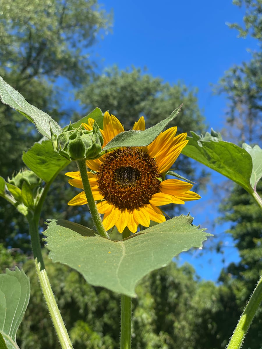 Sunflower 2026