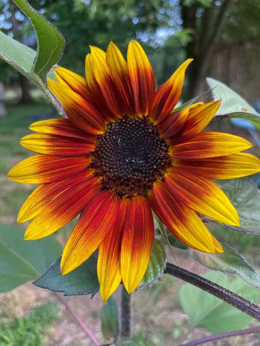 Sunflower 2026