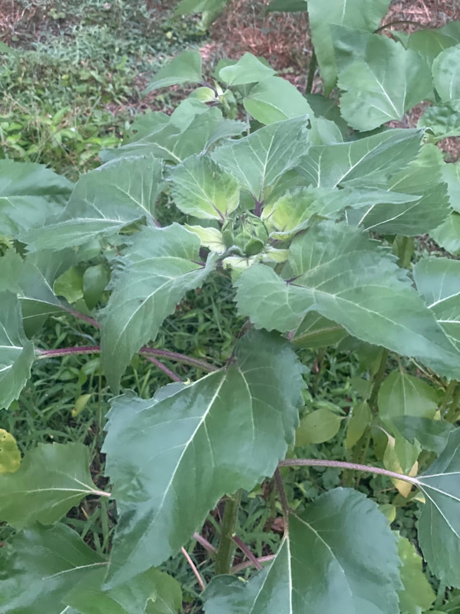 Sunflower 2026