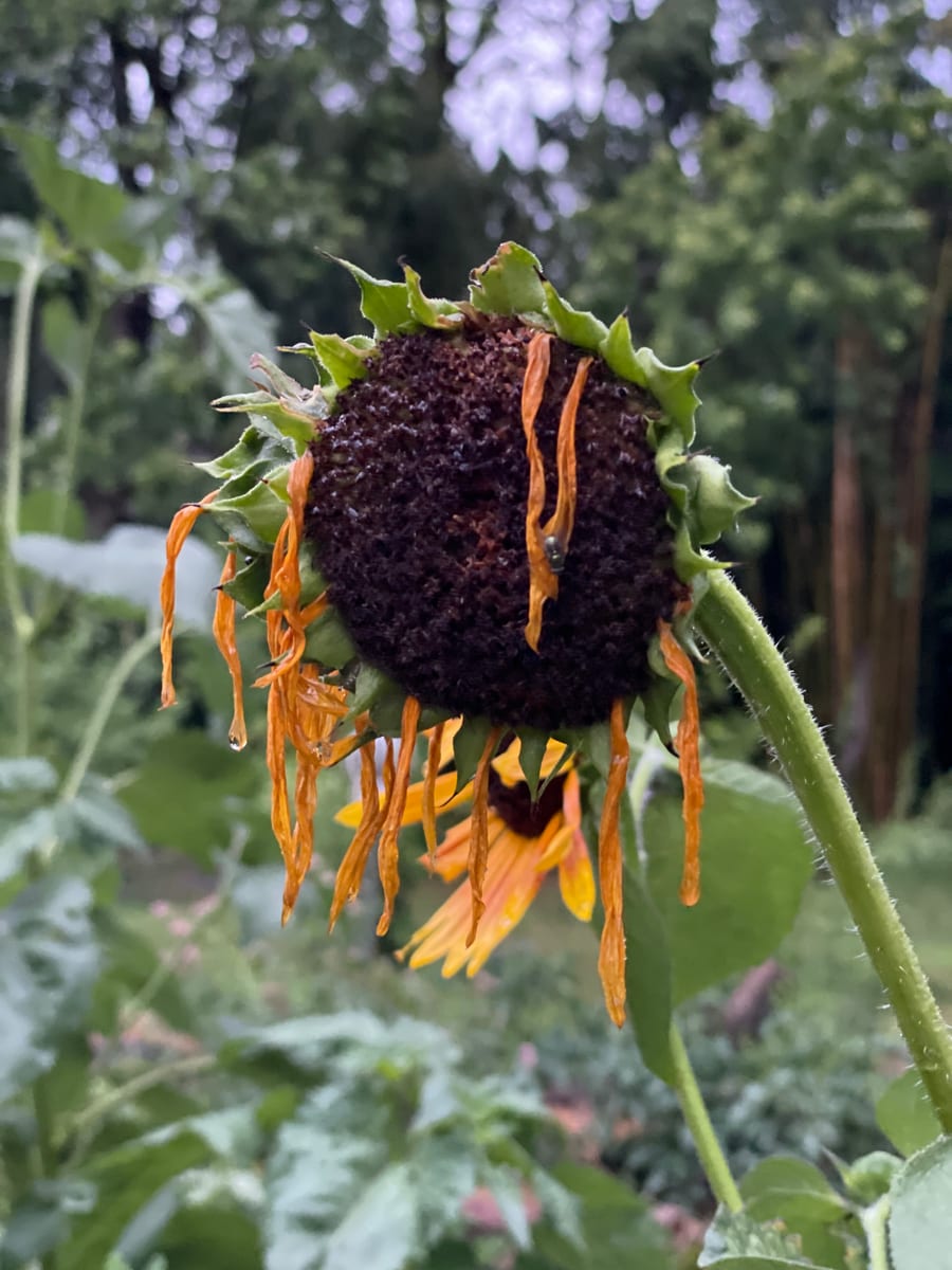 Sunflower 2026