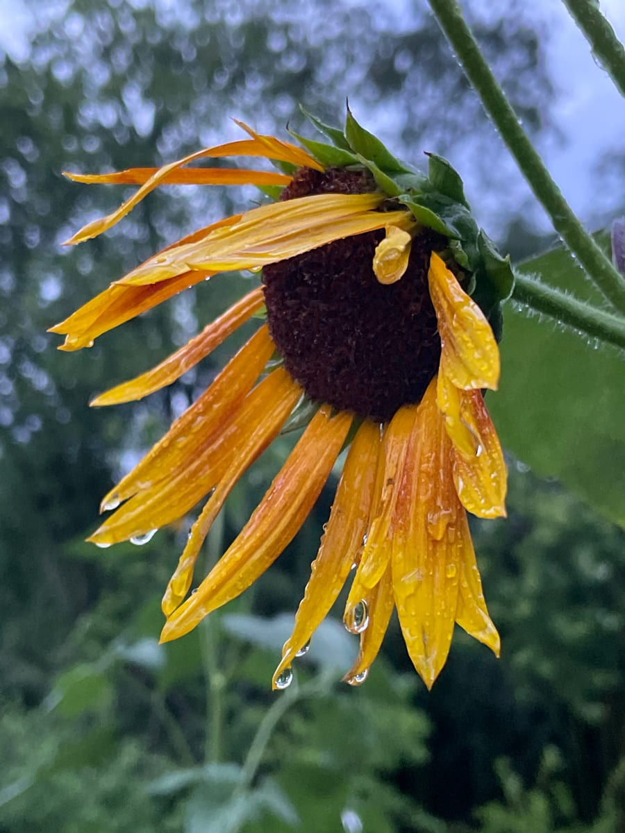 Sunflower 2026