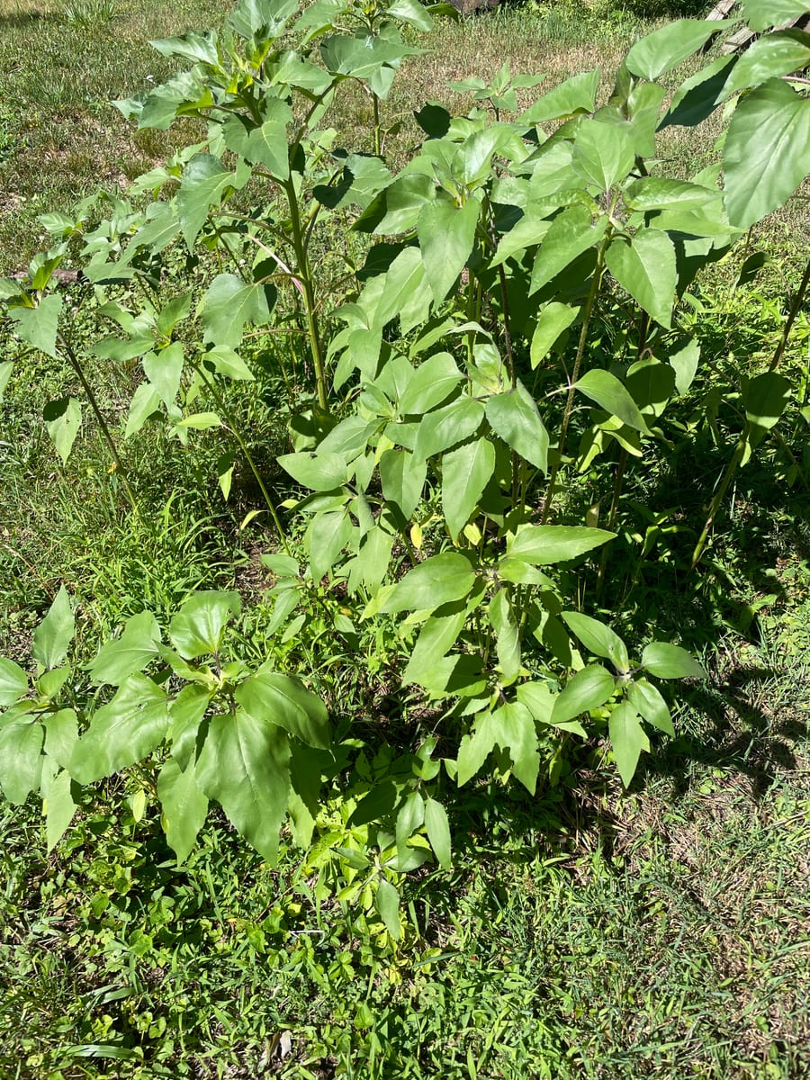 Sunflower 2026