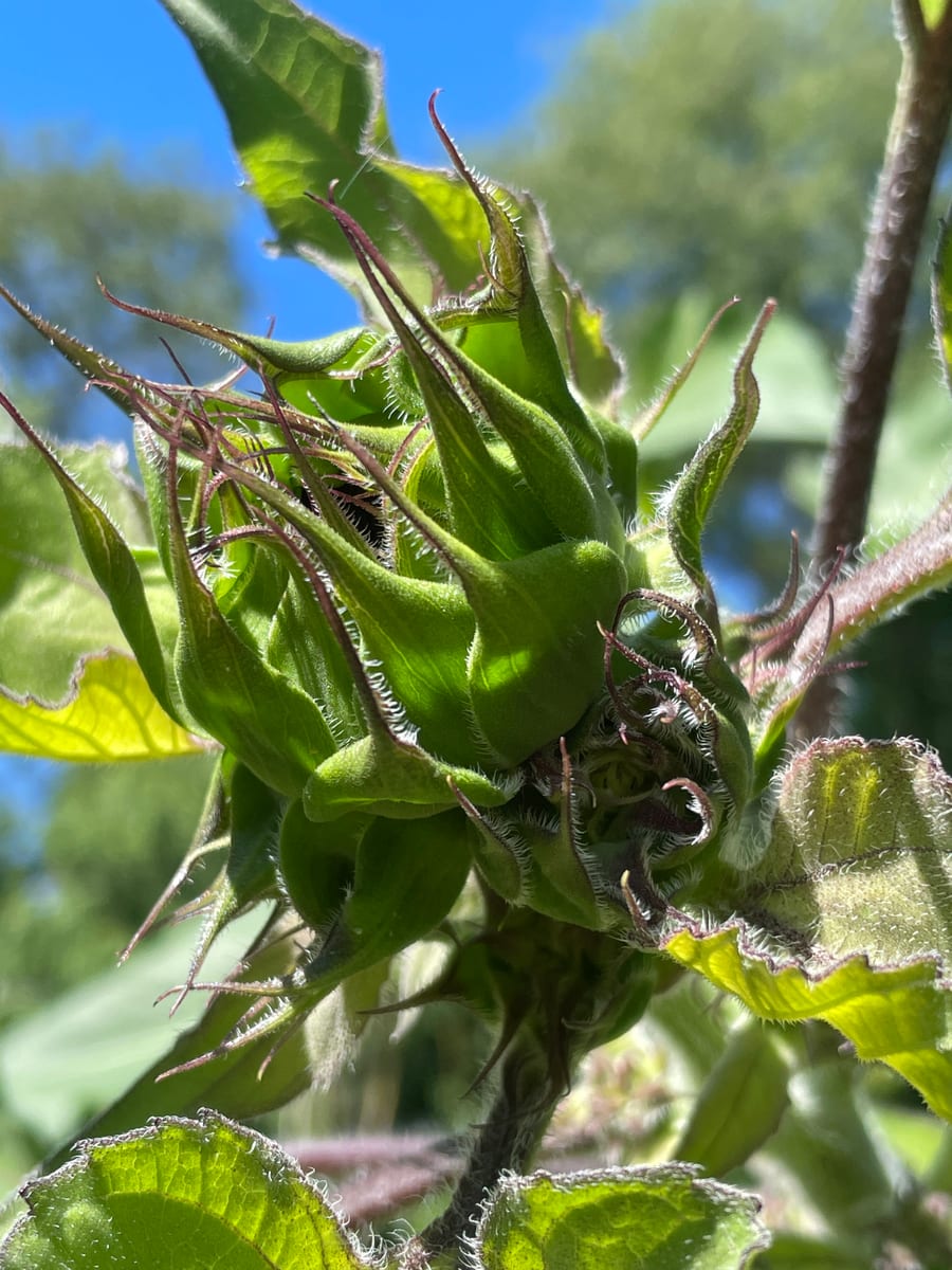 Sunflower 2026