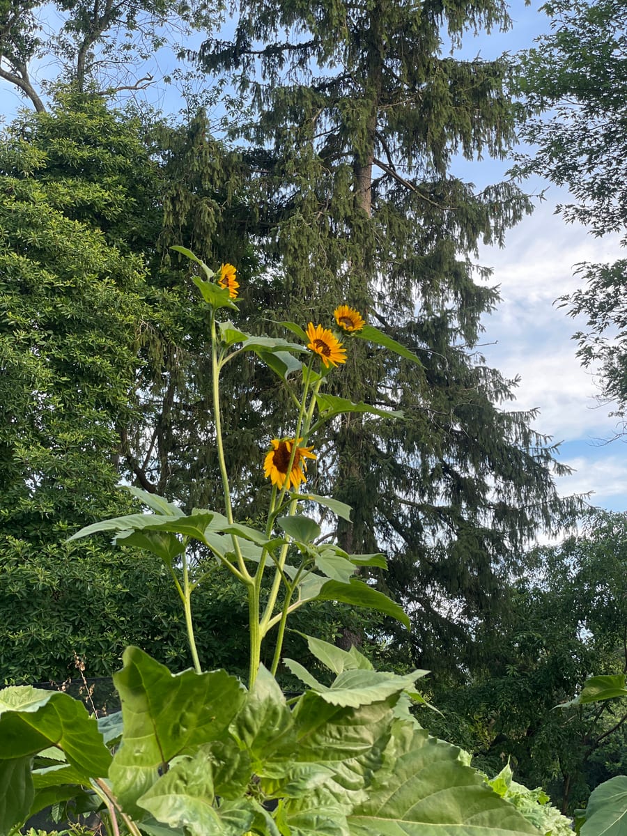 Sunflower 2026