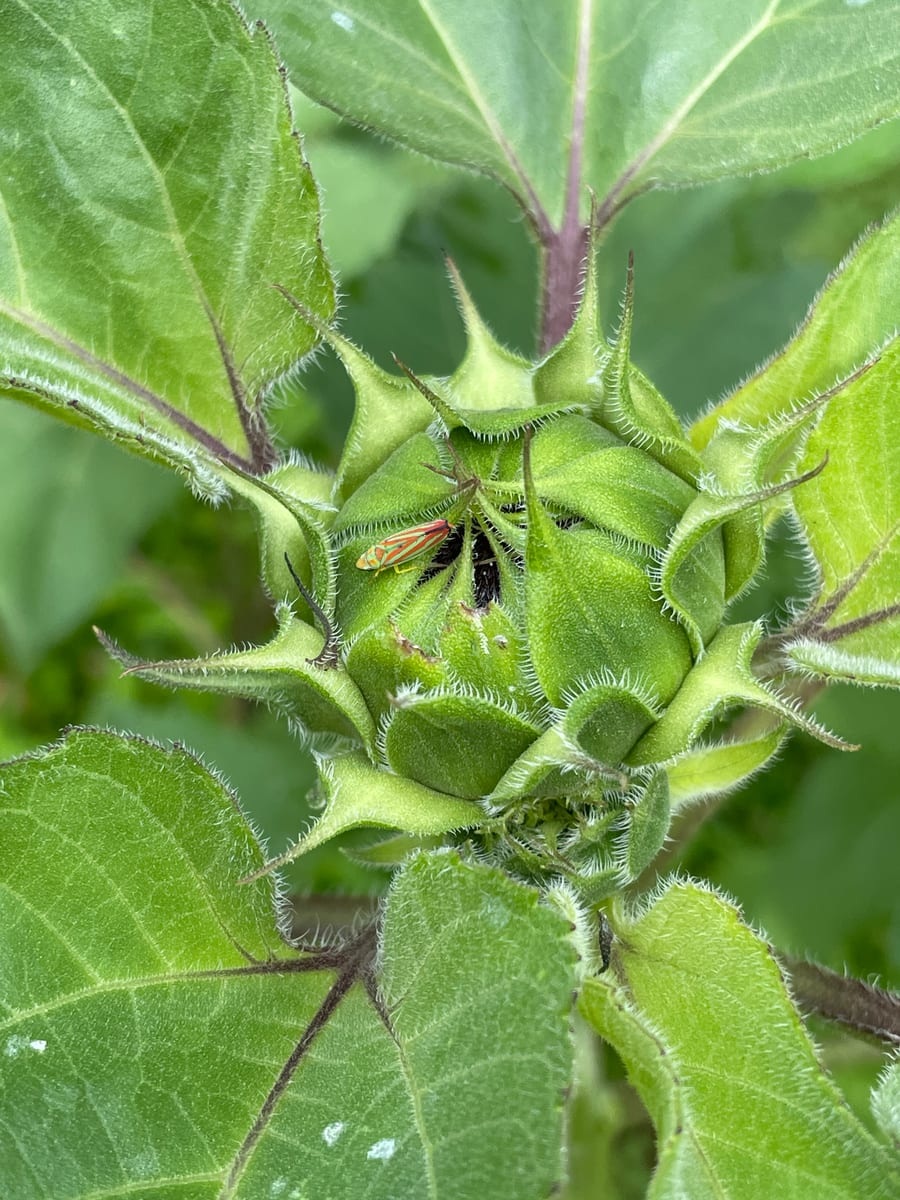 Sunflower 2026