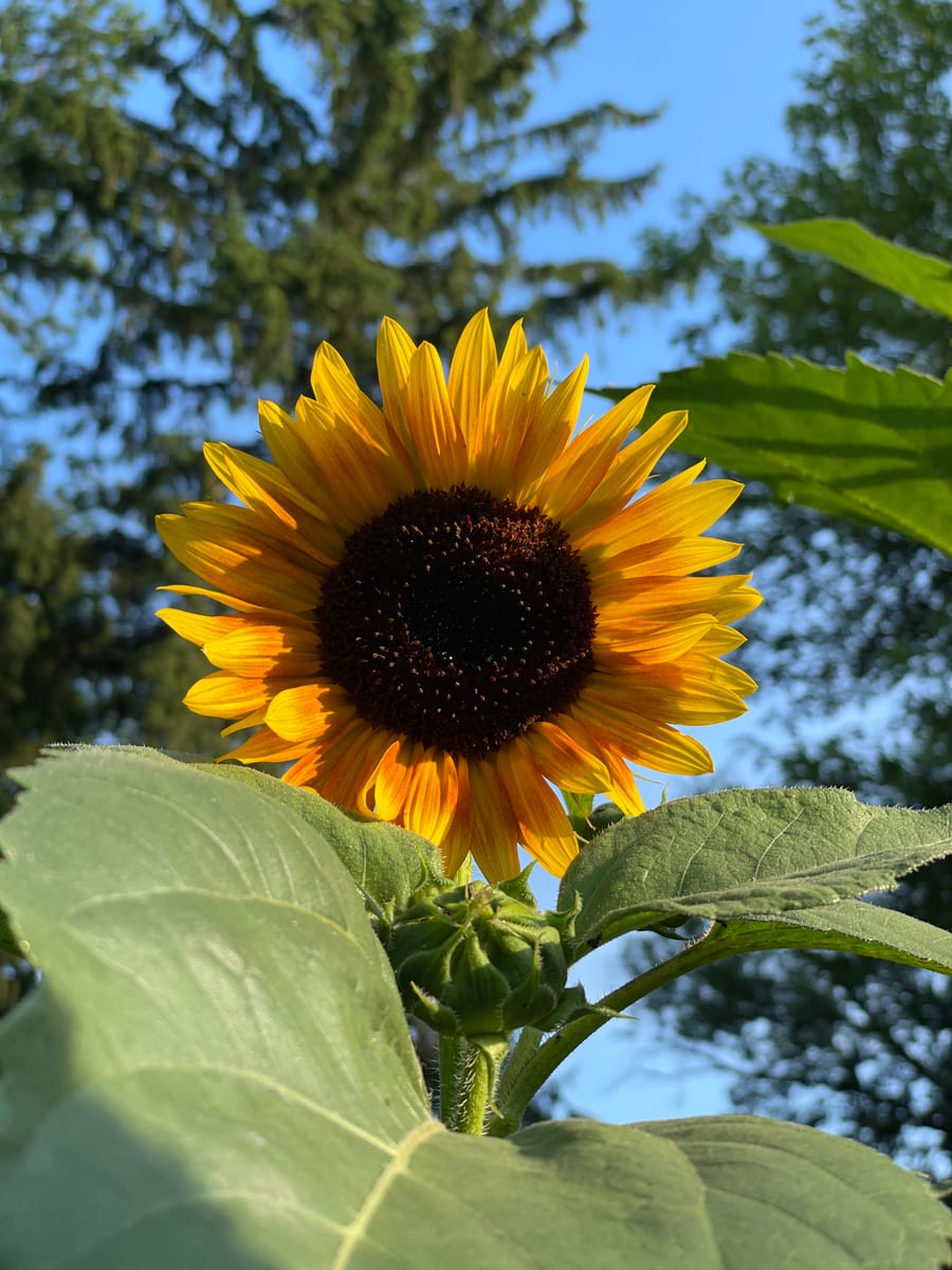 Sunflower 2026