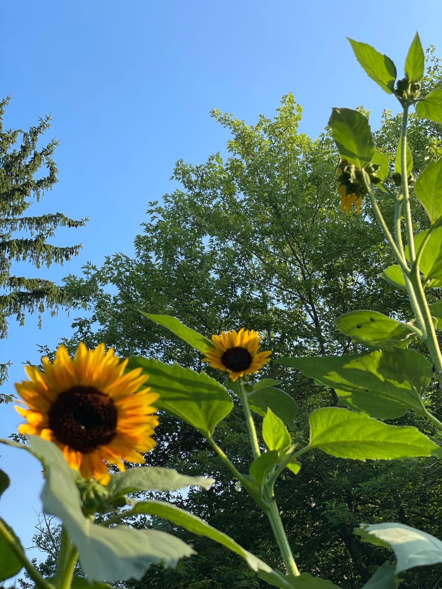 Sunflower 2026