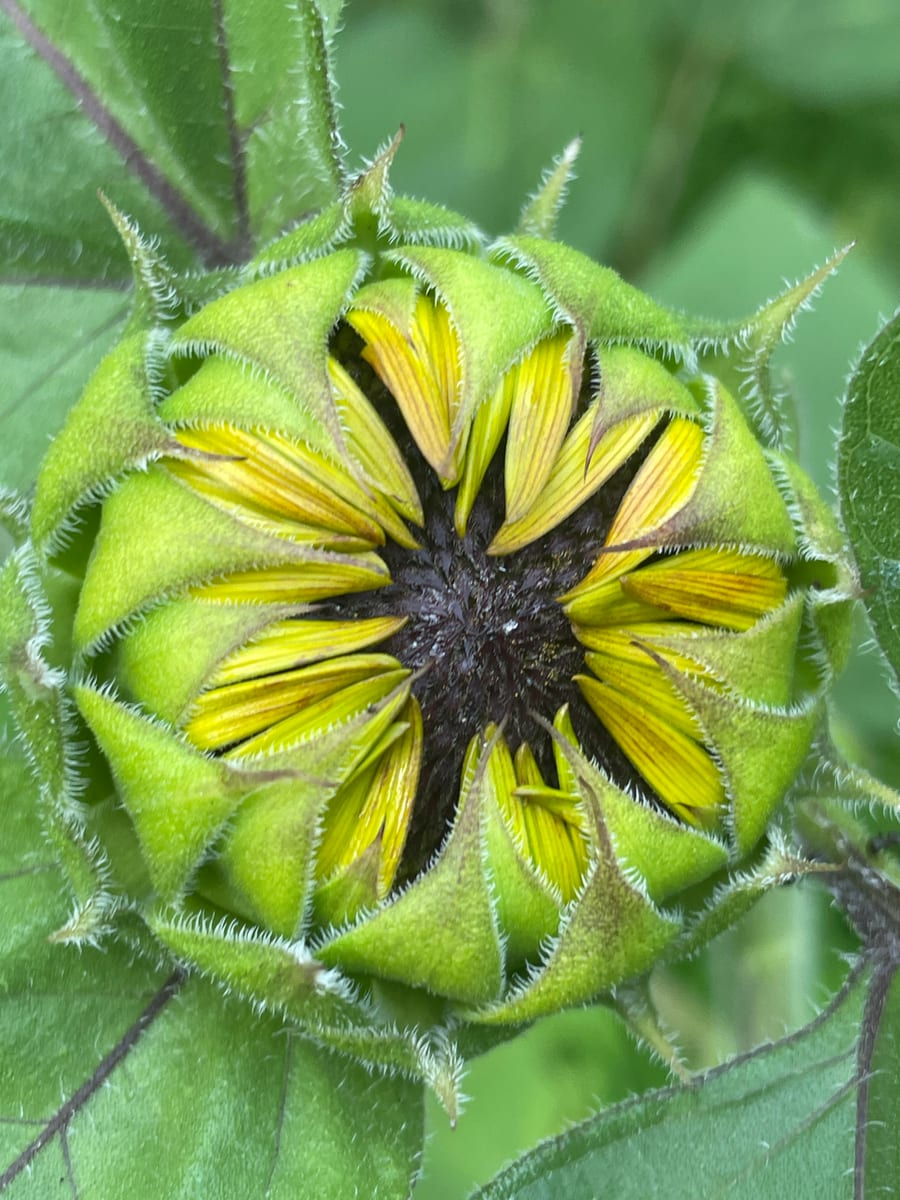 Sunflower 2026