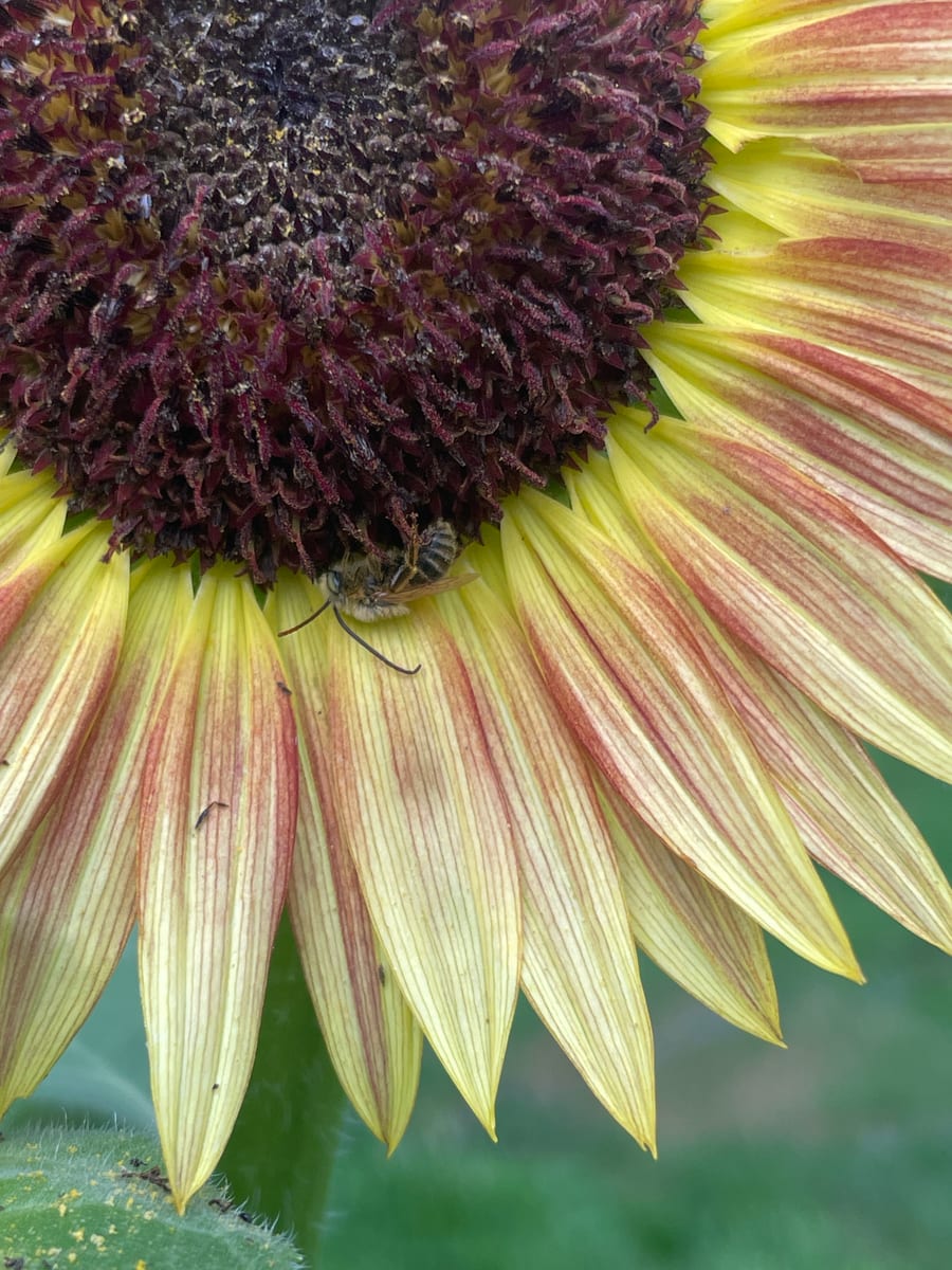 Sunflower 2026