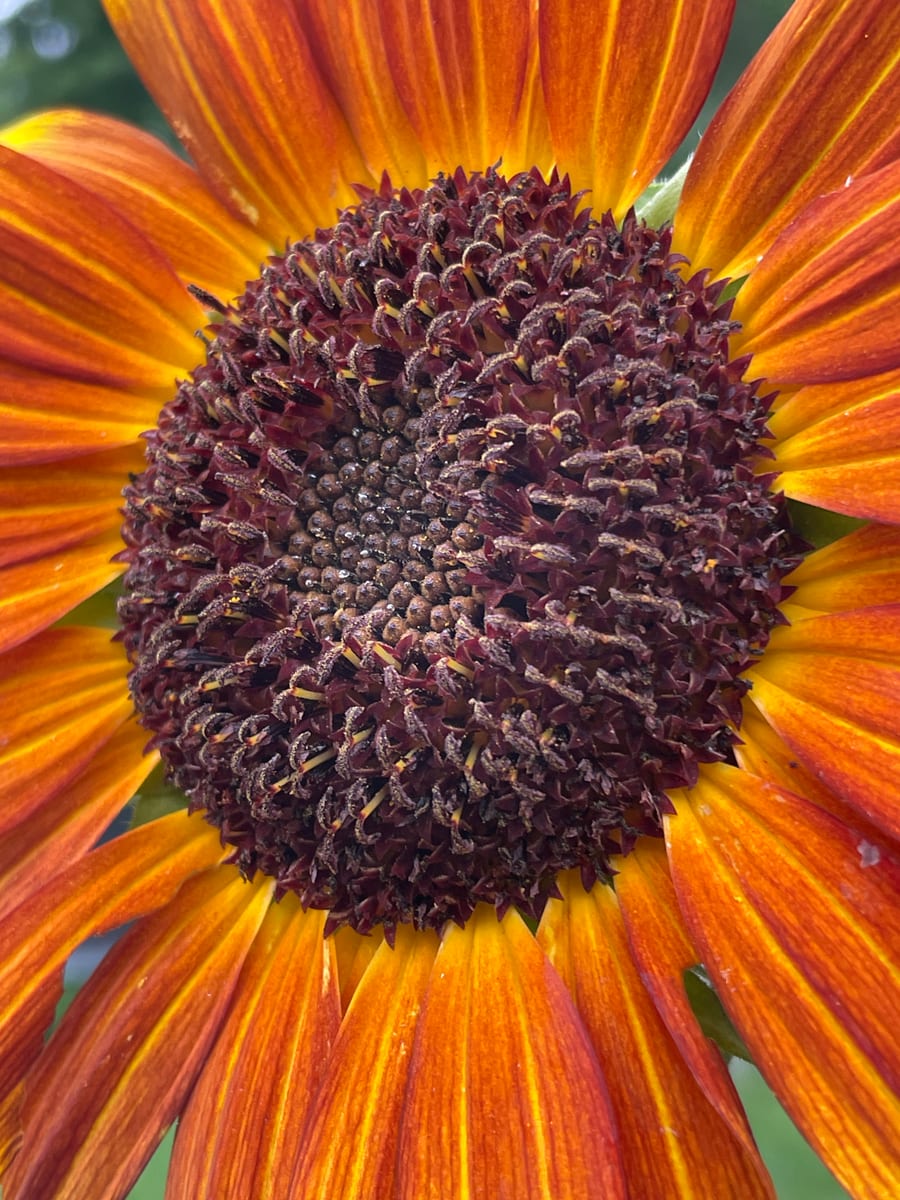 Sunflower 2026