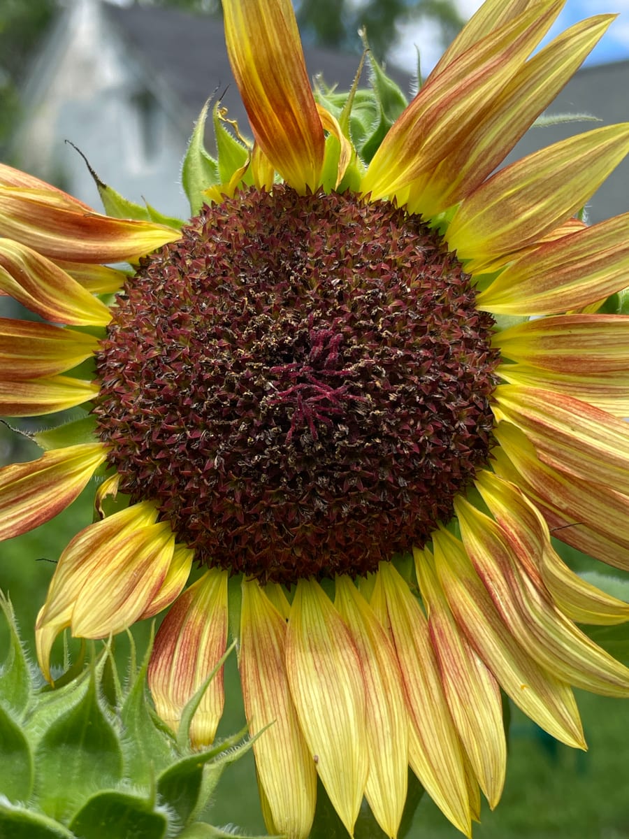 Sunflower 2026
