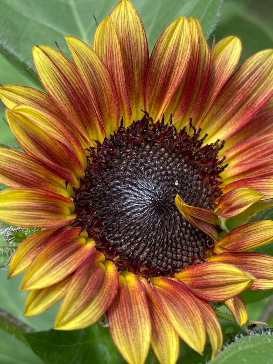 Sunflower 2026