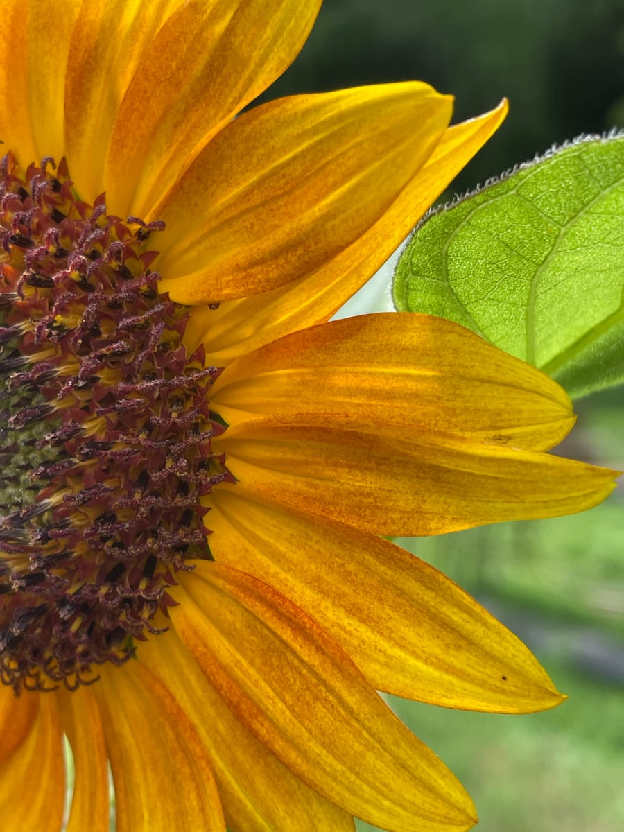 Sunflower 2026