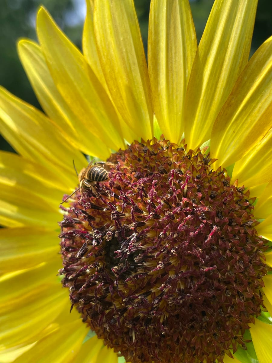 Sunflower 2026