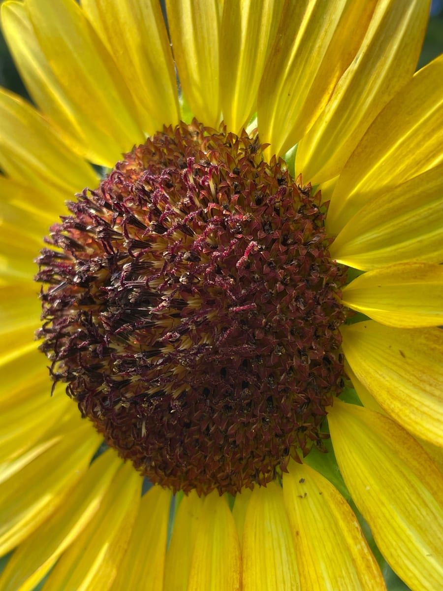 Sunflower 2026