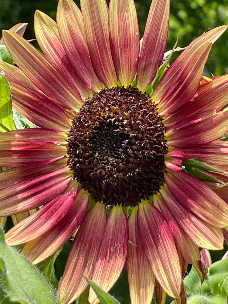 Sunflower 2026