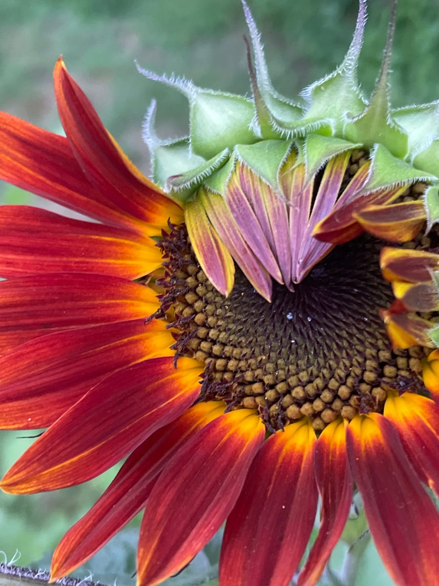Sunflower 2026