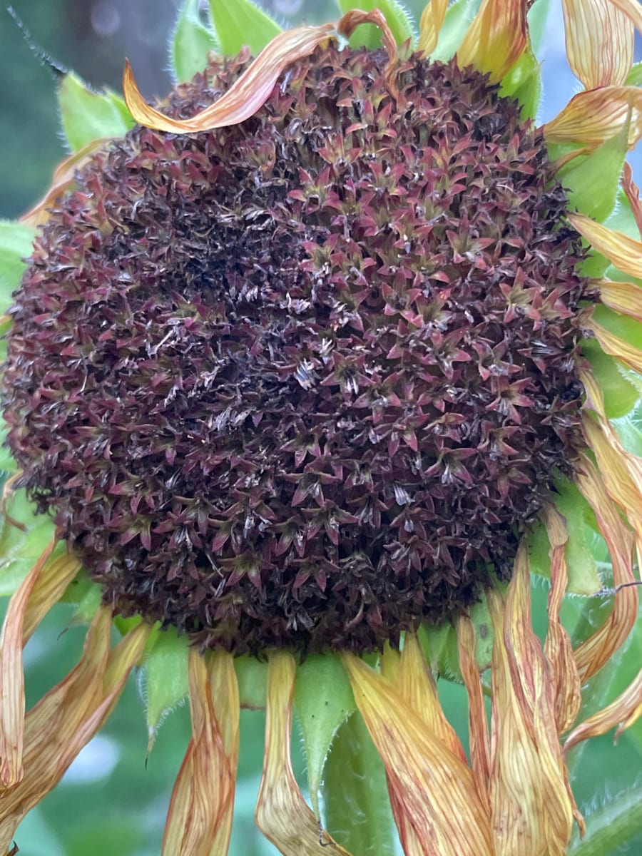 Sunflower 2026