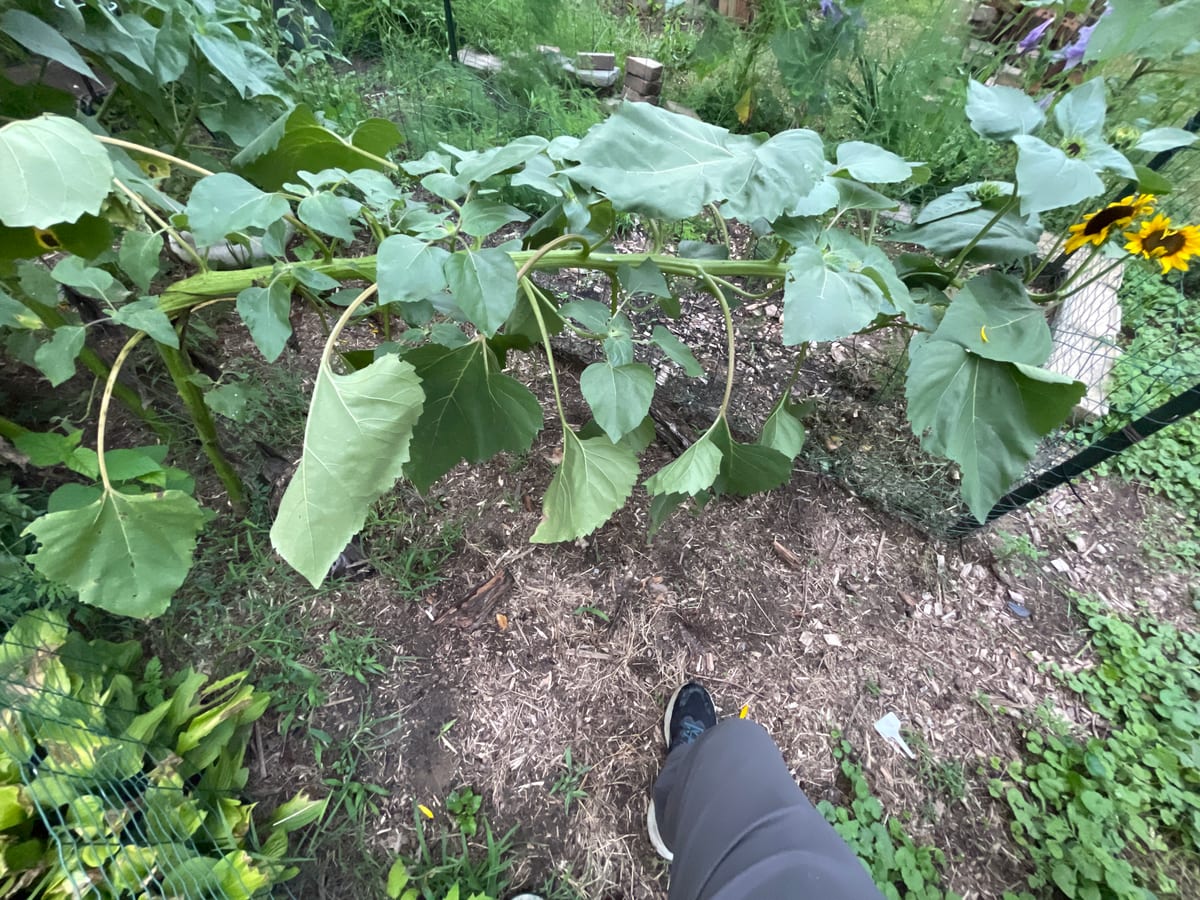 Sunflower 2026