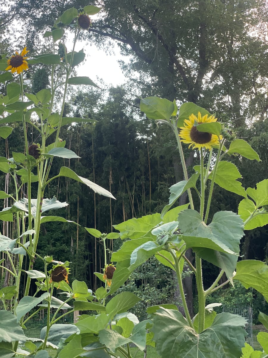 Sunflower 2026